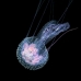 jellyfish_han_nmal_v_0002_mal0865.jpg